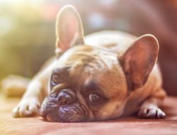 Pets: Dogs are still my favorite