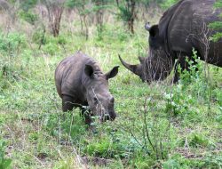 Rhinos in the Phase of Extinction, World needs to be Careful