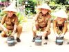 Gubernur Ansar Tanam Perdana 20 Hektar Kebun Cabai di Natuna
