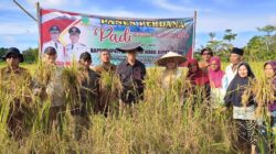 Bupati Natuna Panen Padi Perdana Desa Payak Serasan Timur