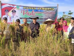 Bupati Natuna Panen Padi Perdana Desa Payak Serasan Timur