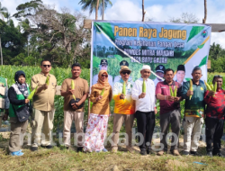 Perkuat Ketahanan Pangan, Asisten I Setda Natuna Hadiri Panen Raya Jagung di Desa Batu Gajah